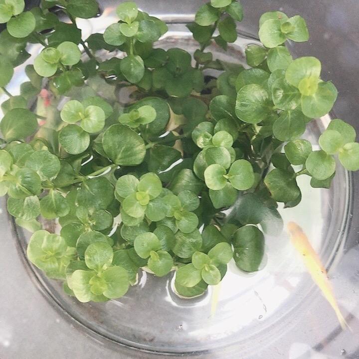 长春 回收大花脸