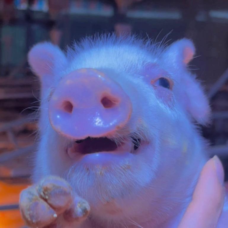 ˗ˋˏ四只猪🐖💫