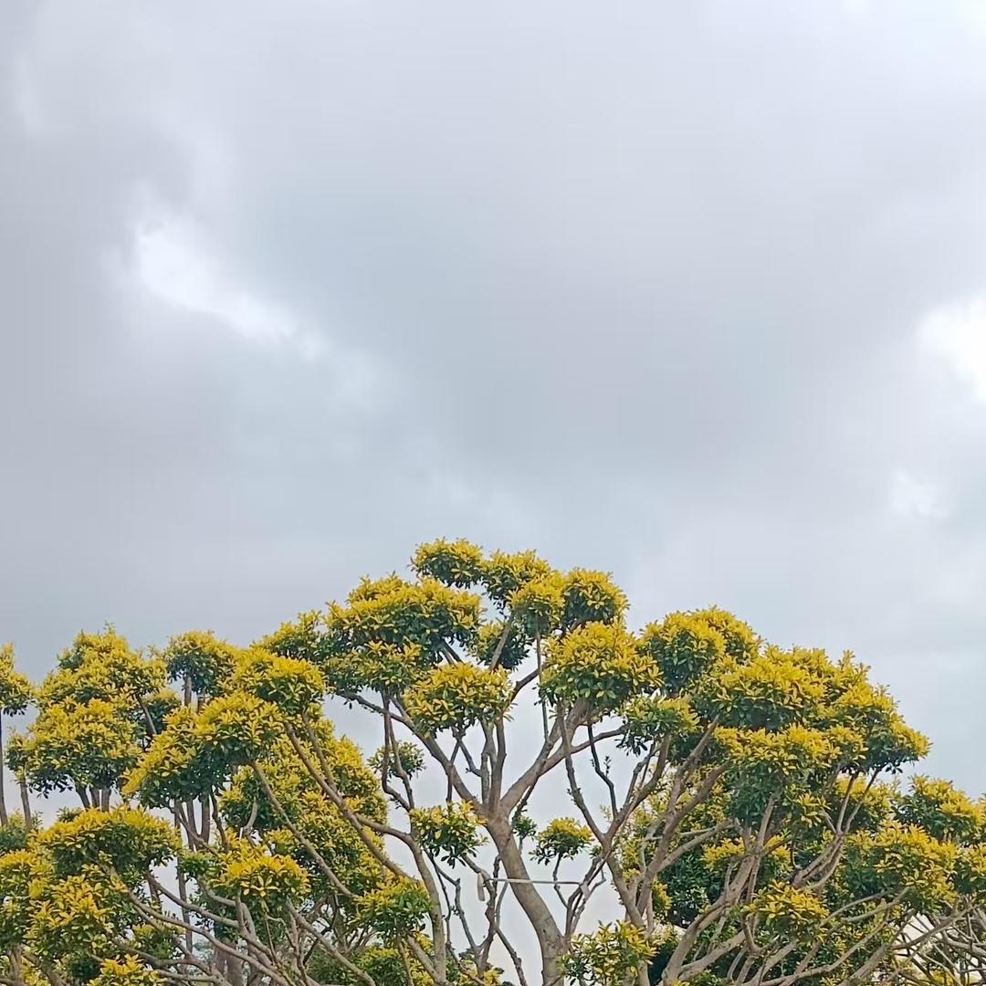 沁园春绿植花境