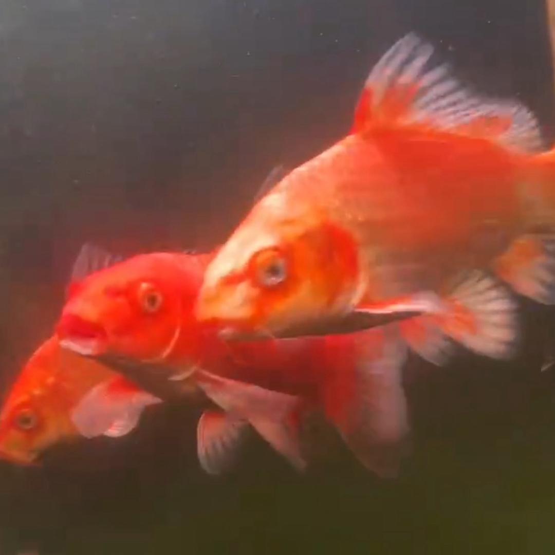 梦幻蝴蝶鲤