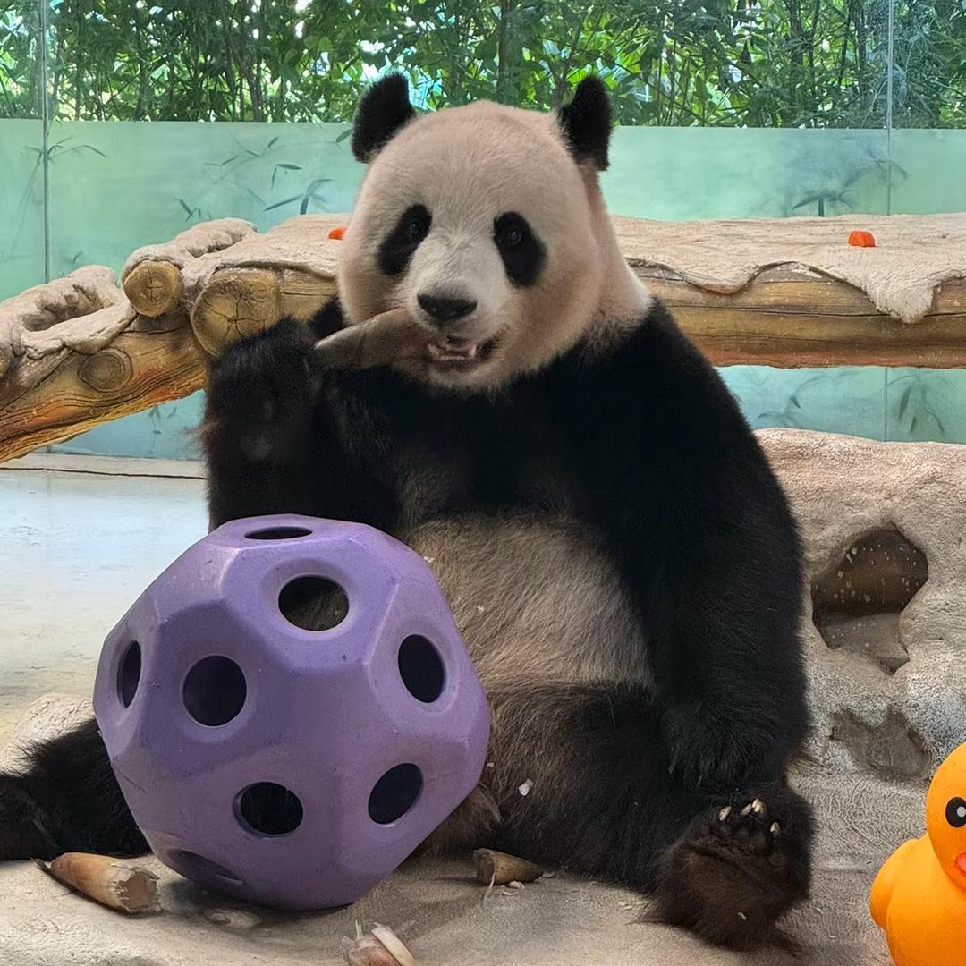 爱看熊猫的朱珠