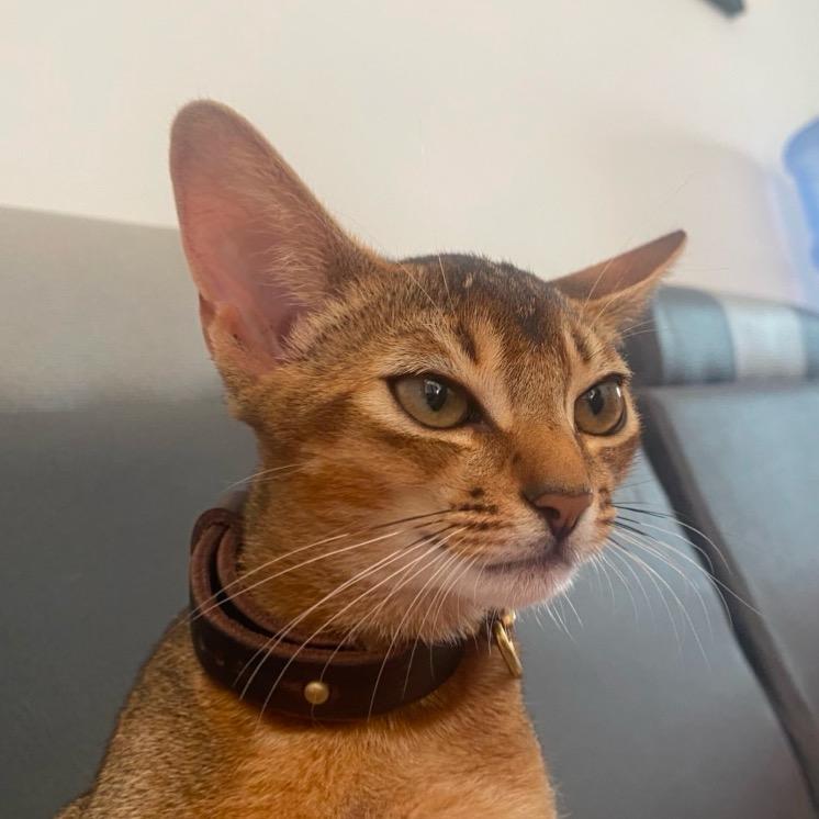 十九是只猫