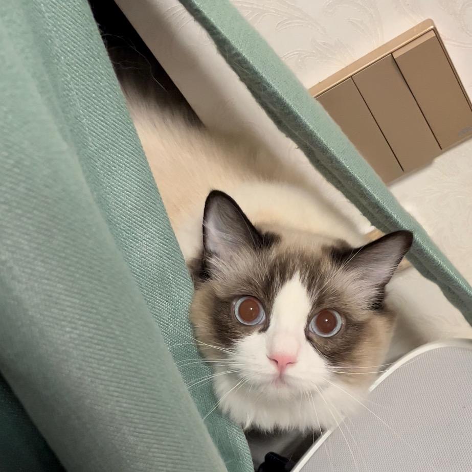 墩墩是只布偶猫