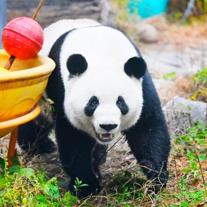 黑白萌团子