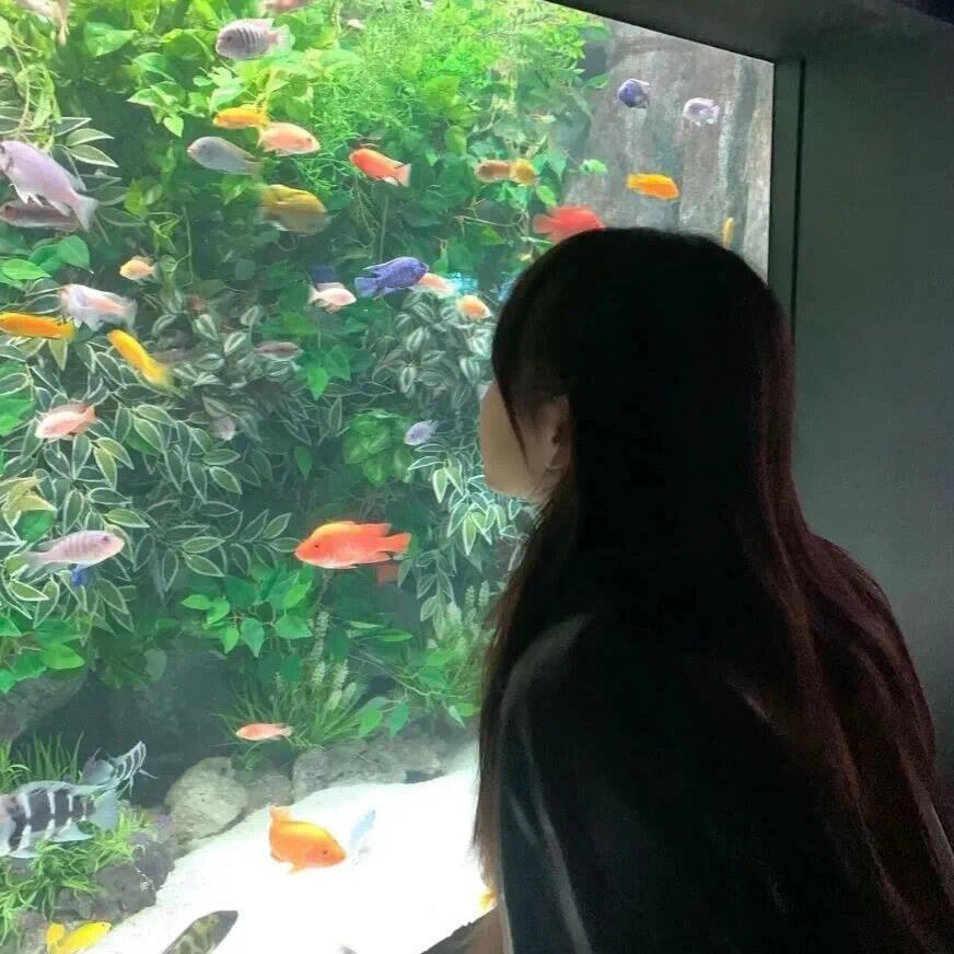 冰摇柠檬茶