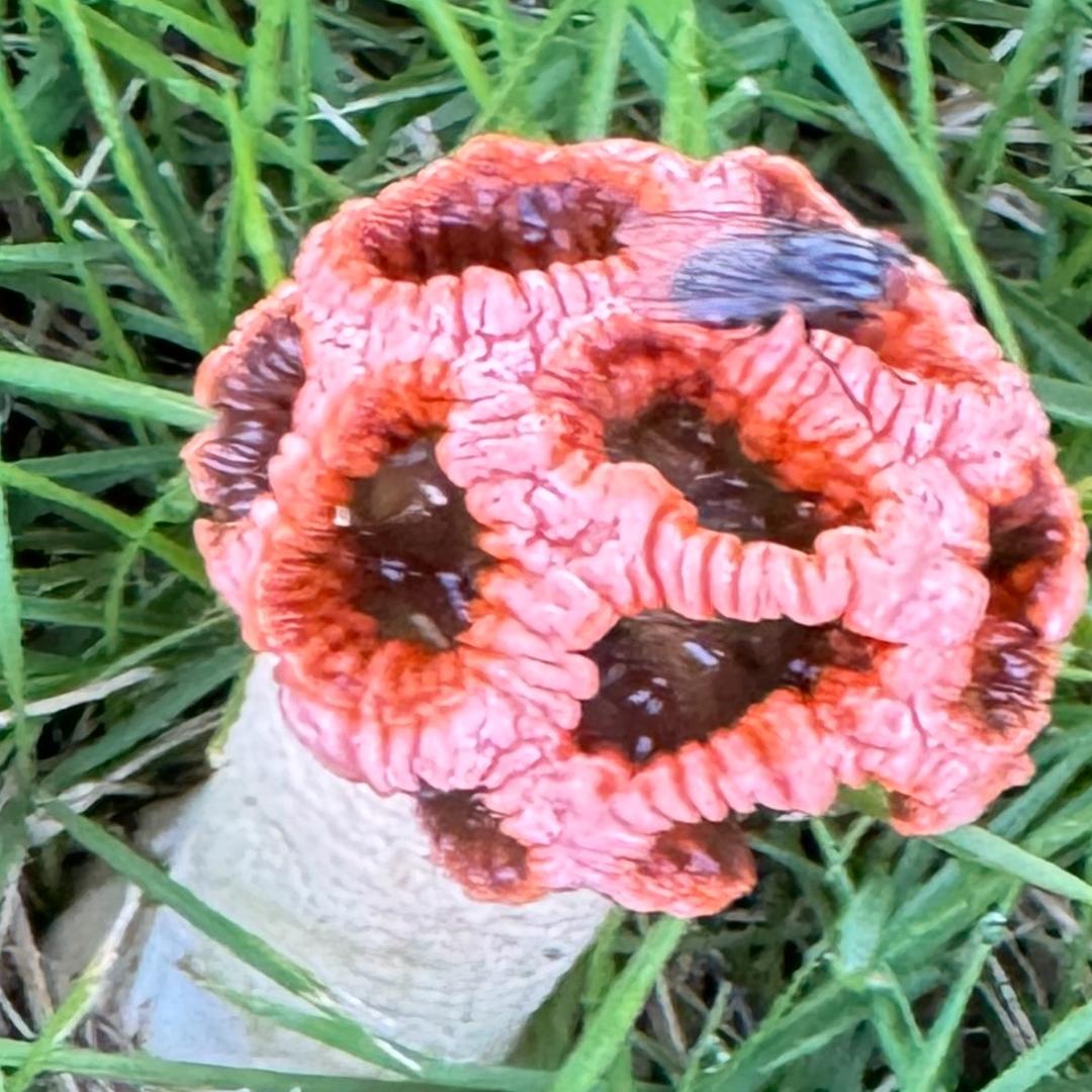 毒蘑菇