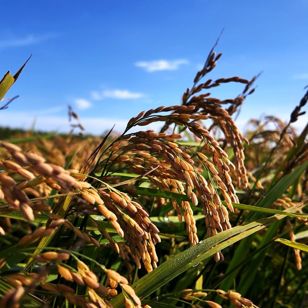 木禾东北大米店