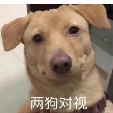 性感大母猴