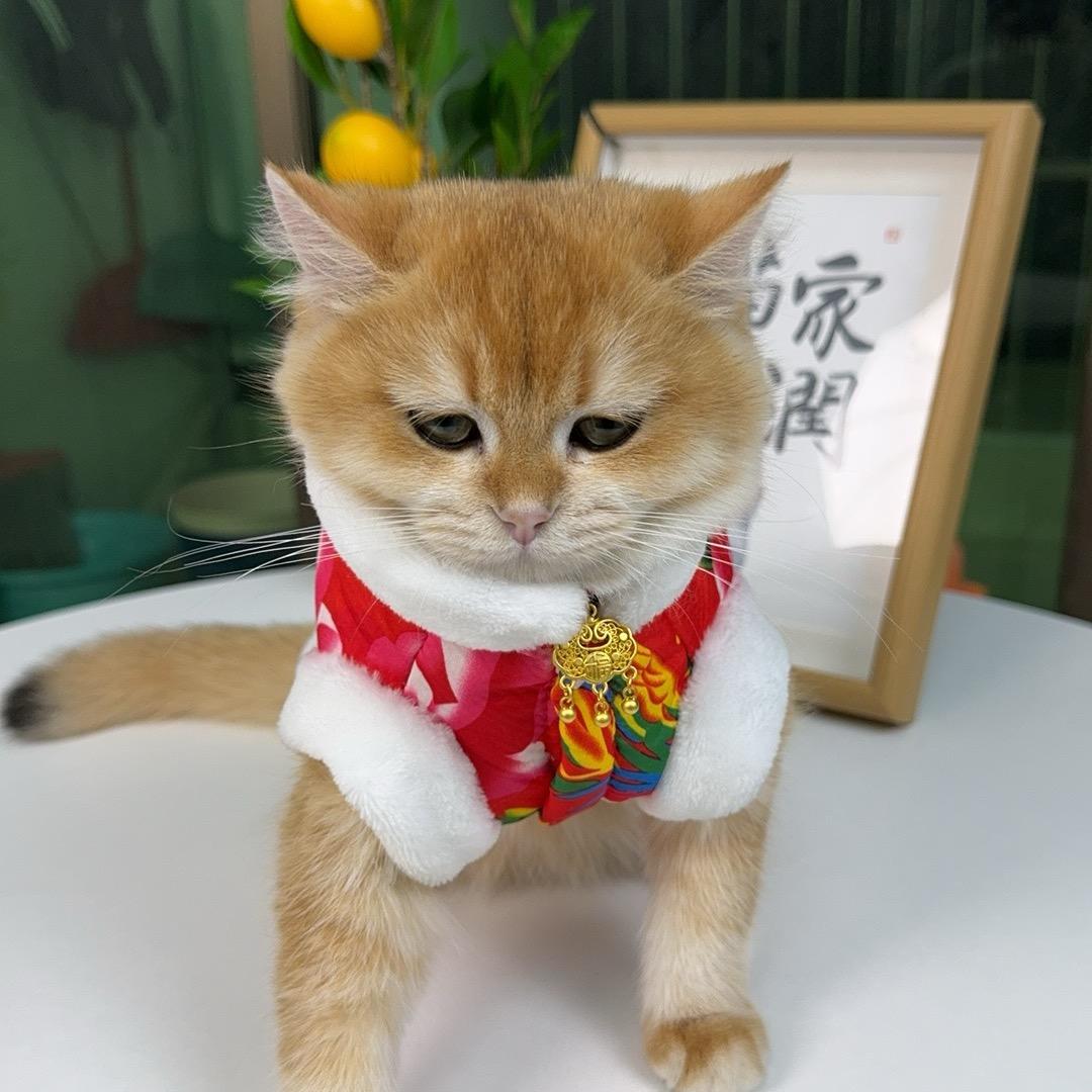 荔枝是只猫、