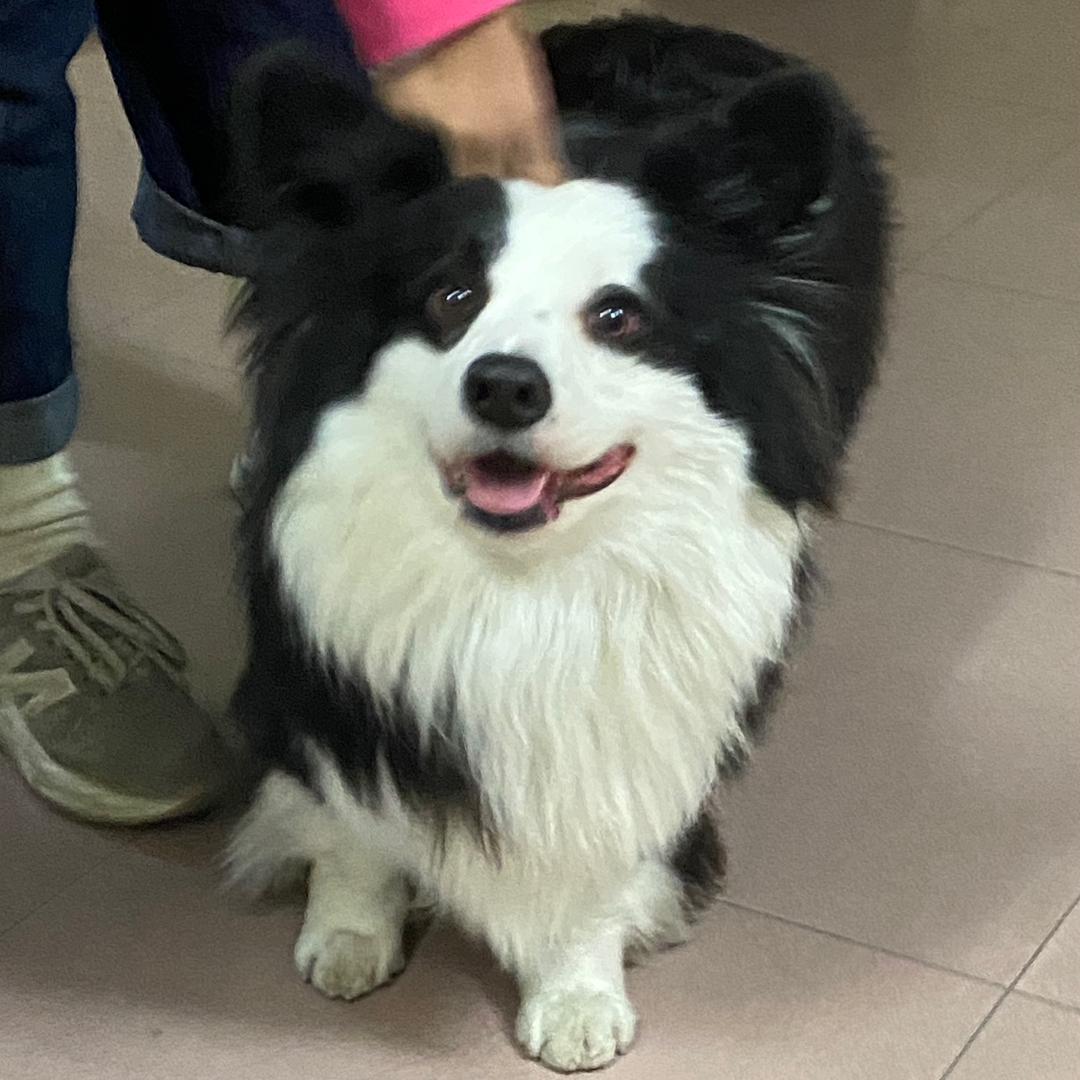 吃不饱的木子🐶