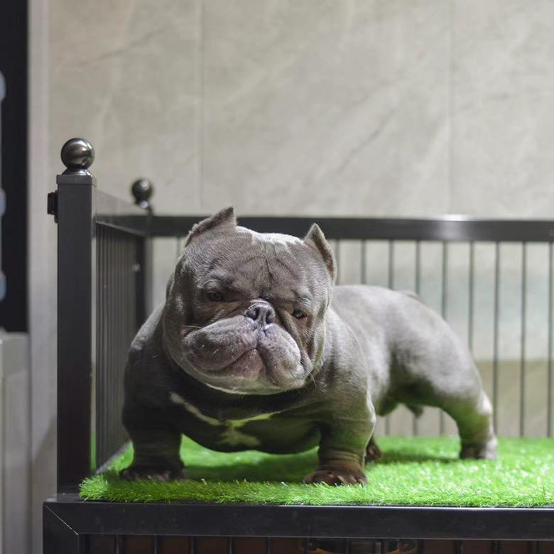 奉天精品恶霸犬舍