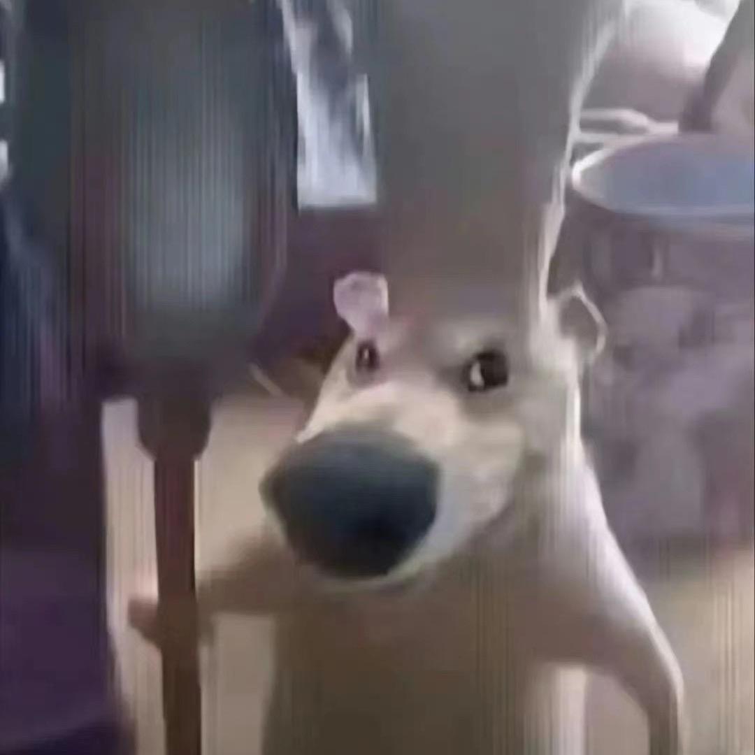 秋豆刀魚