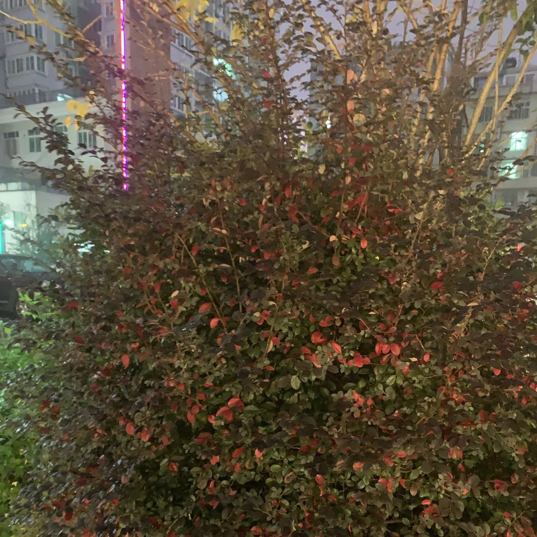 露千er