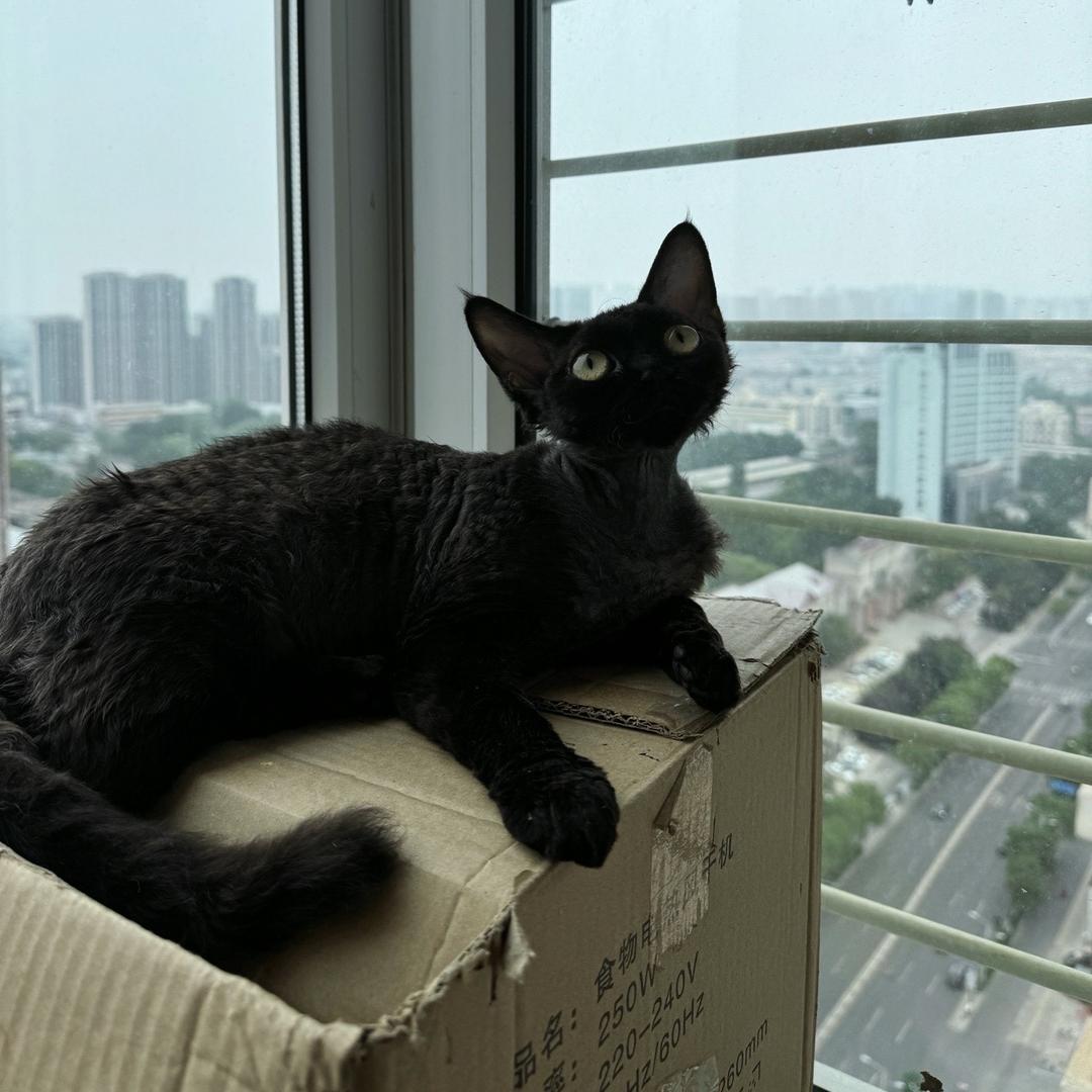 远山德文卷毛猫