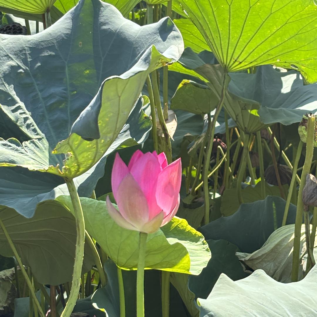 朱志军科技臻选阁