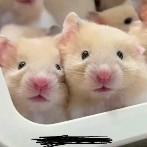 😍优优