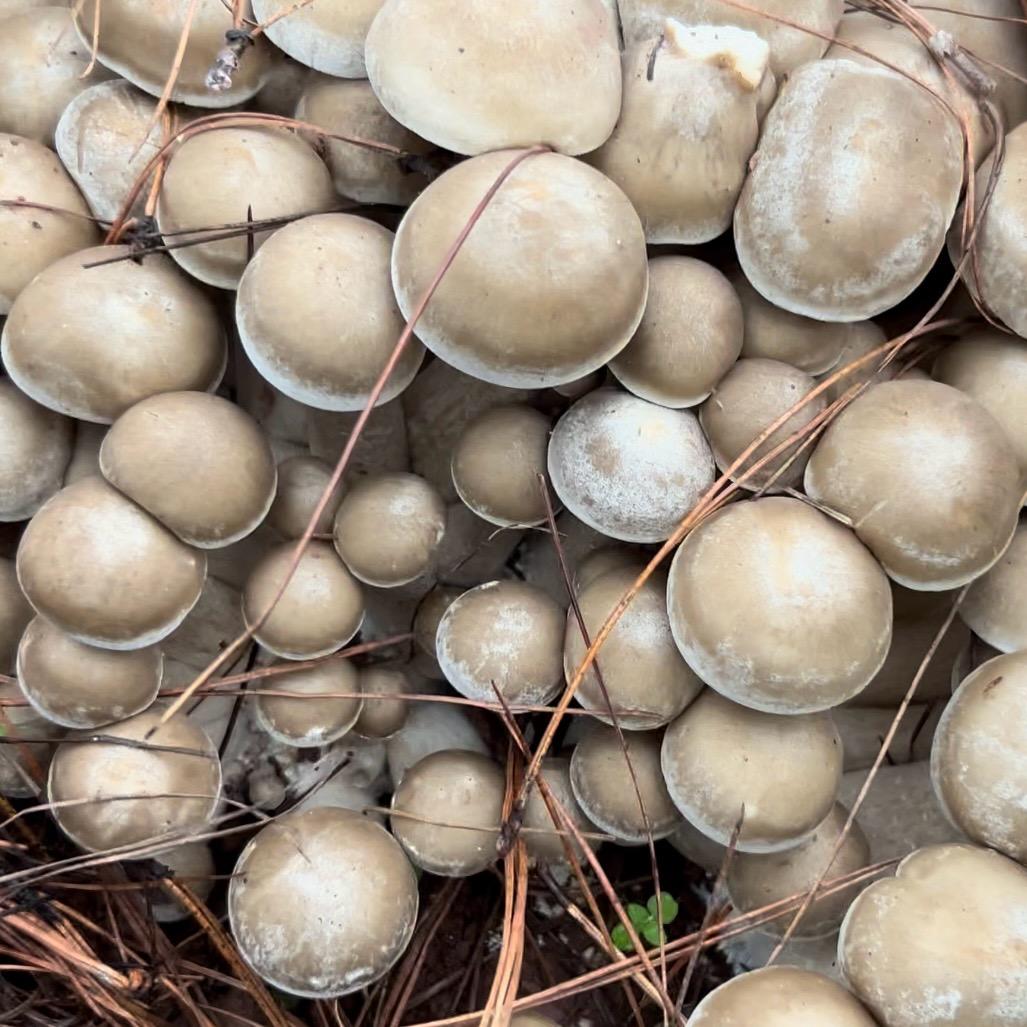 大理漾濞苍明食用菌种植基地