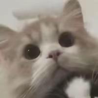 俄罗斯刀斩杨不羊