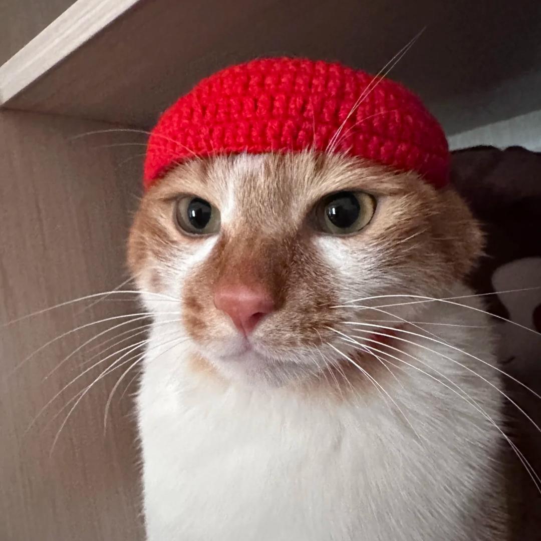 中华田园人
