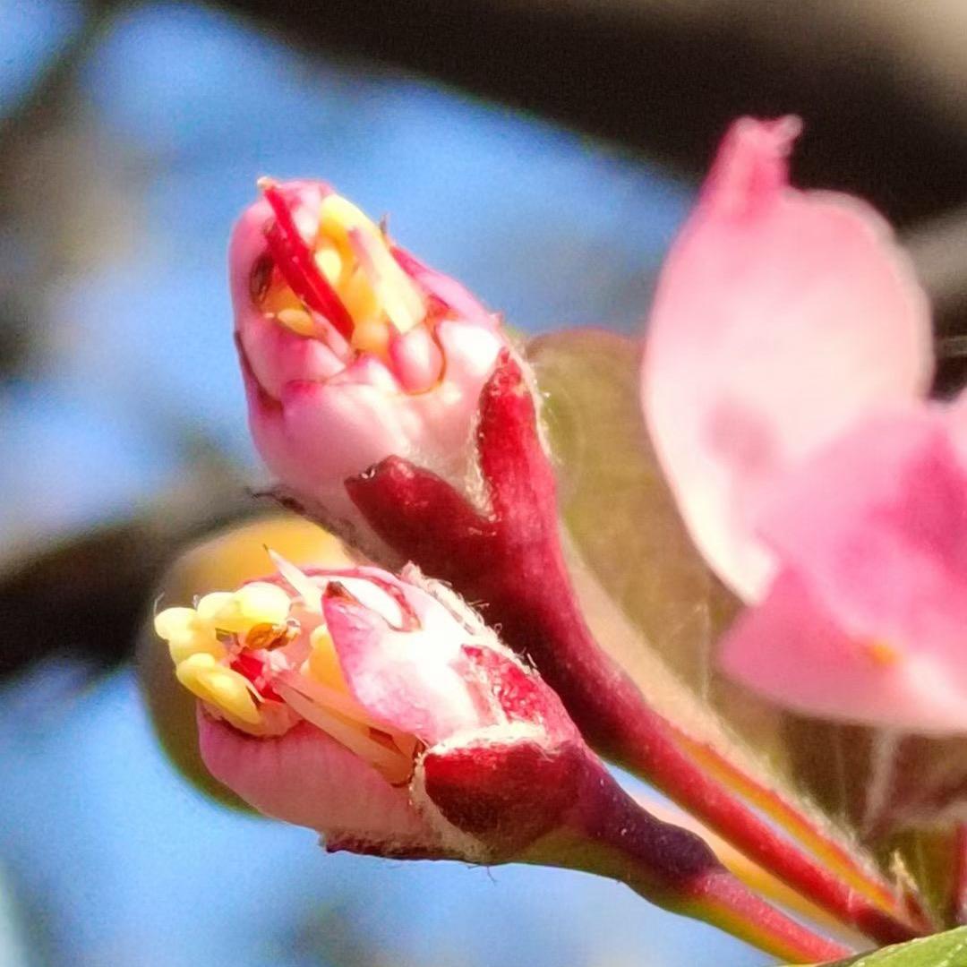 柠檬汉堡奶奶