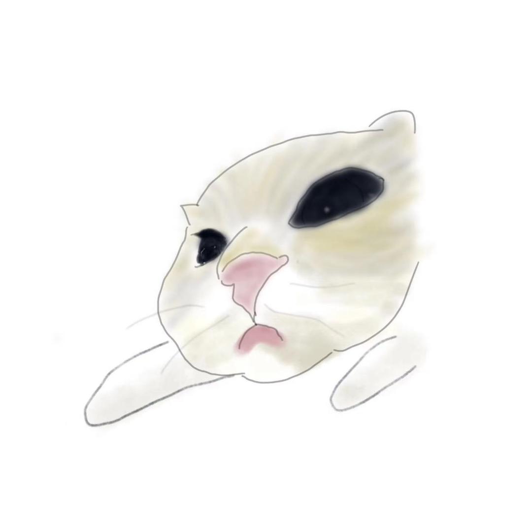 被猫养的居居