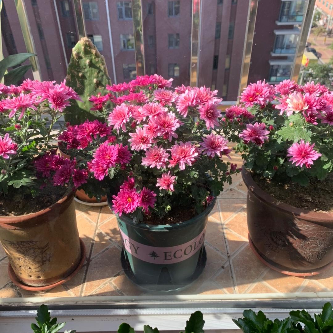 ☀️阳光