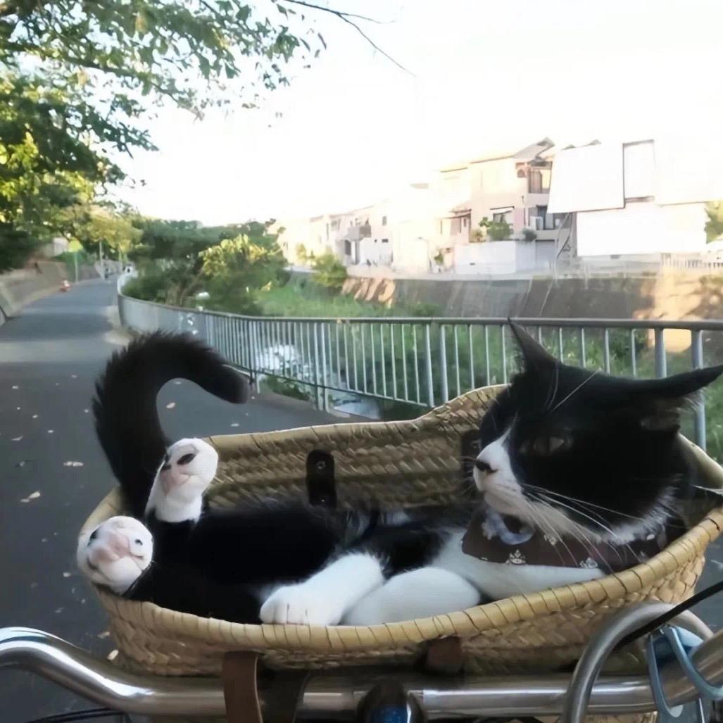 想和月亮私奔🌟