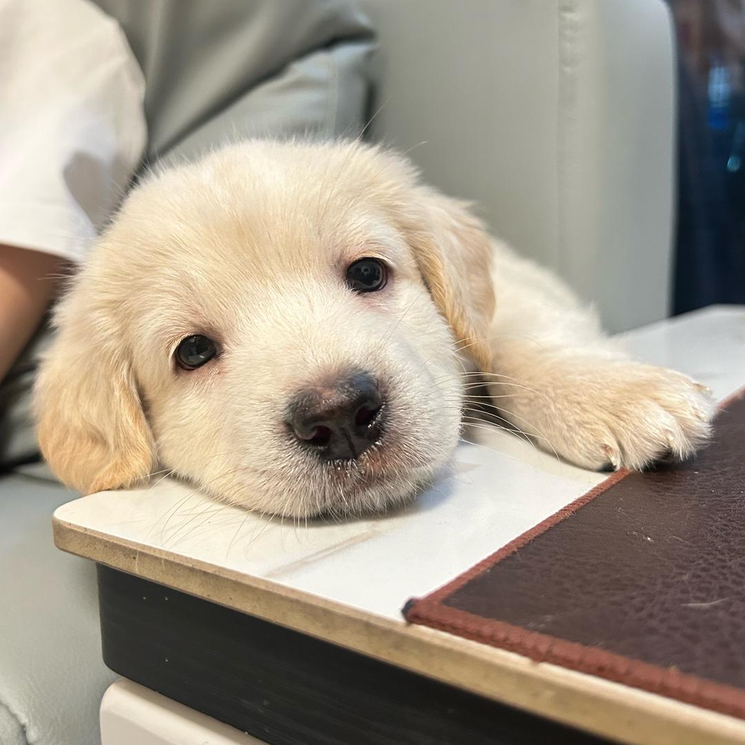 小家动物园🐱🐶🐰🐟