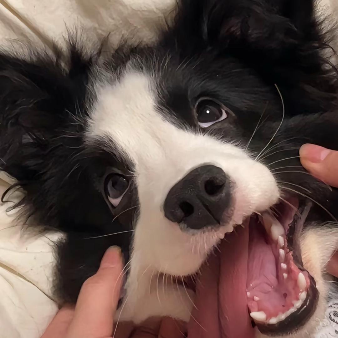 张.