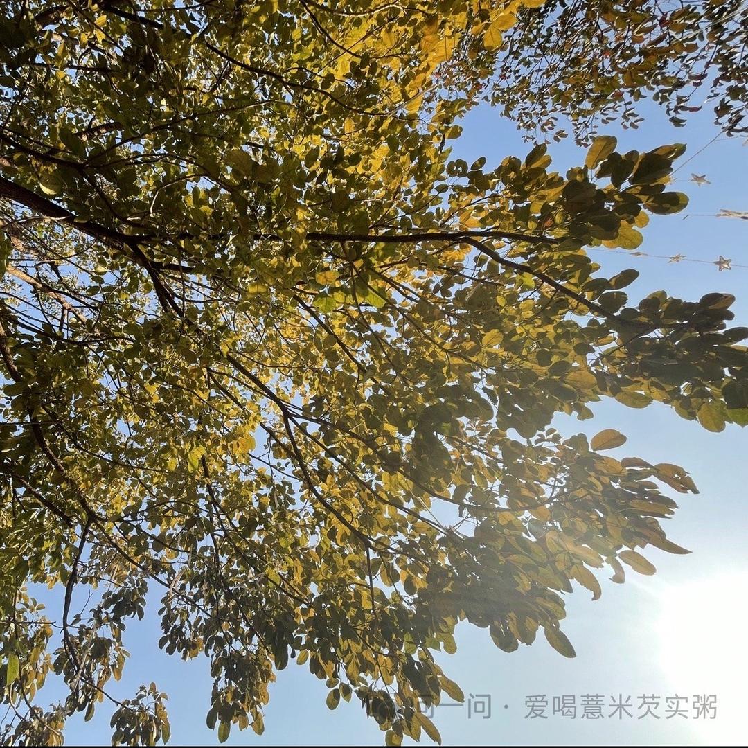 极速 佳选