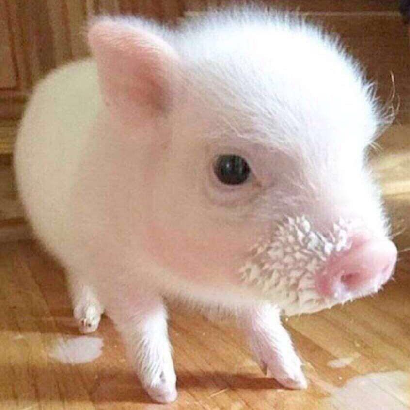 叁丶悅