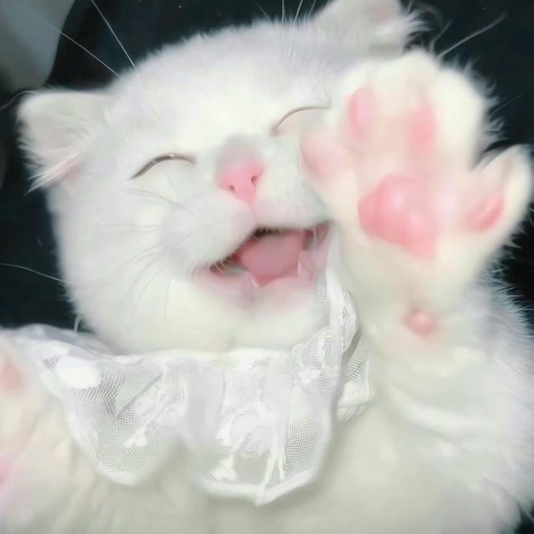 加菲丝丝