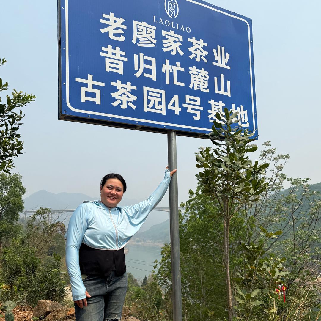 云南临沧昔归忙麓山古茶~34号(大表姐)