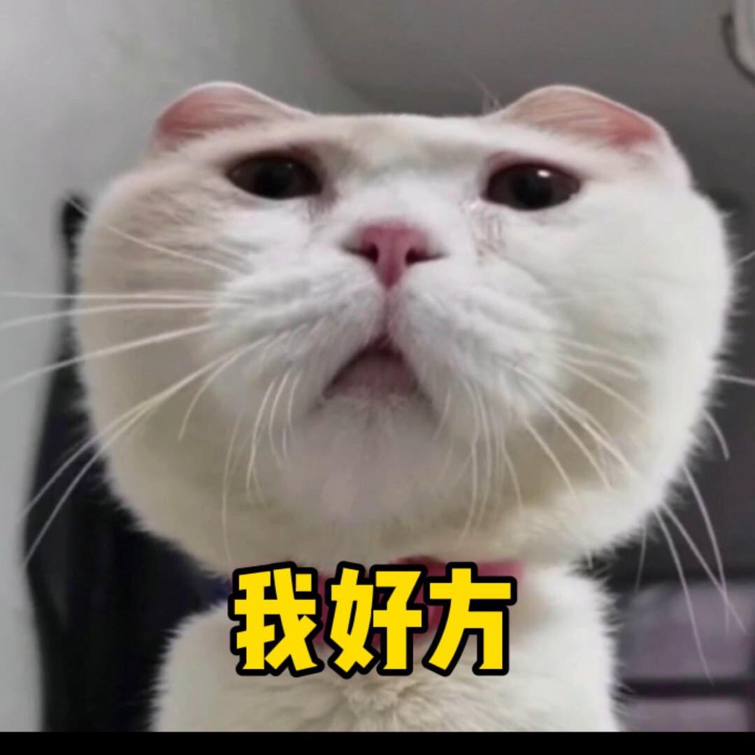 灰小胖