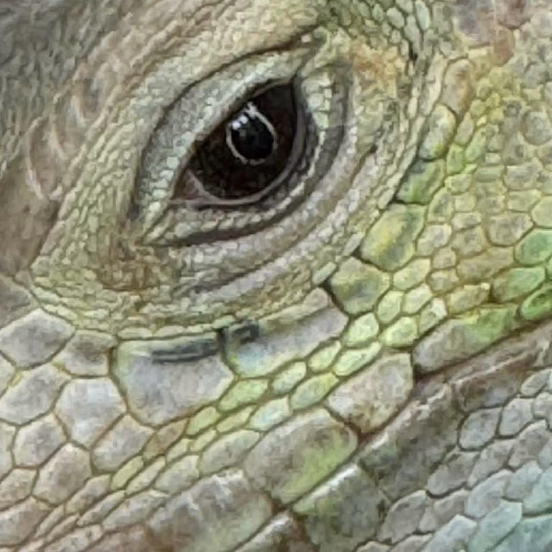 金鑫生态养殖有限公司(鬣场）