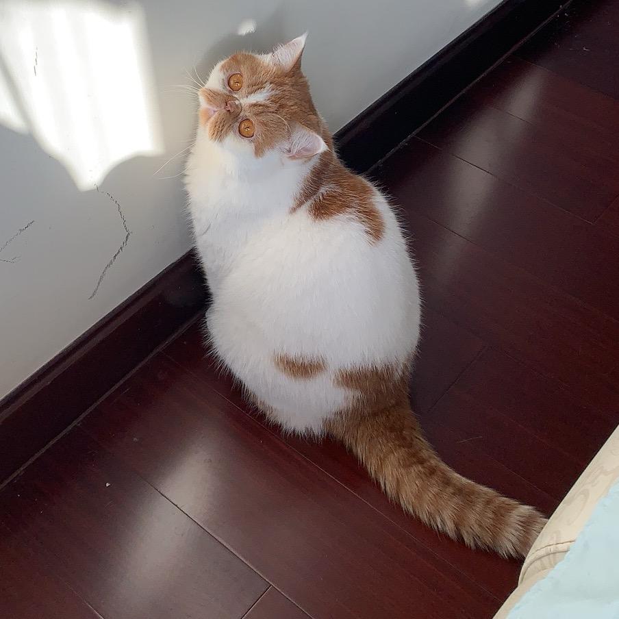 小吃货与懒猫大将军