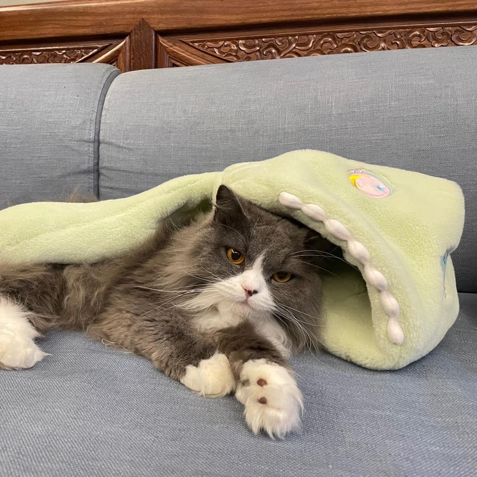 🌈锤开菠萝头🍍