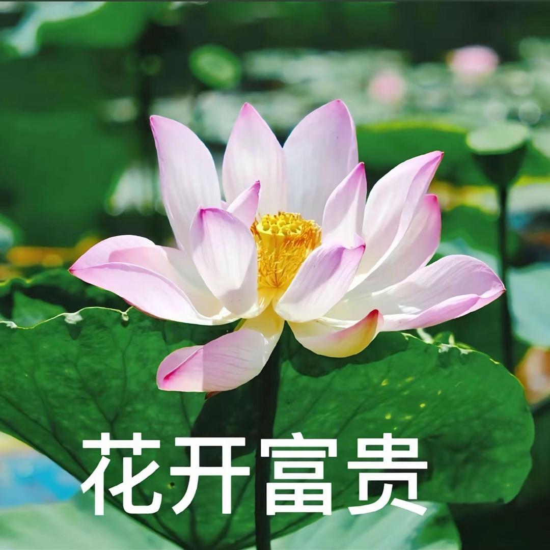花开富贵.