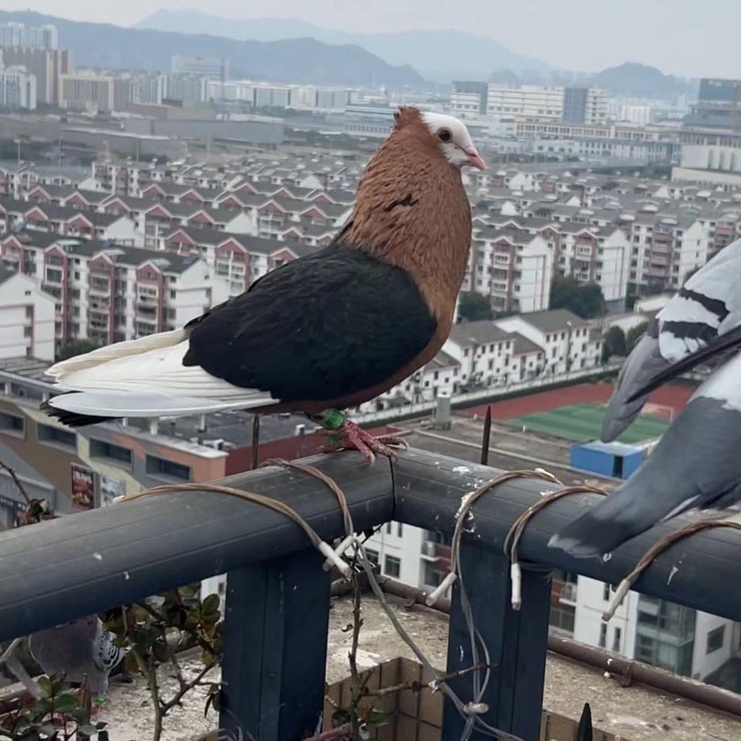 🦩小鸽