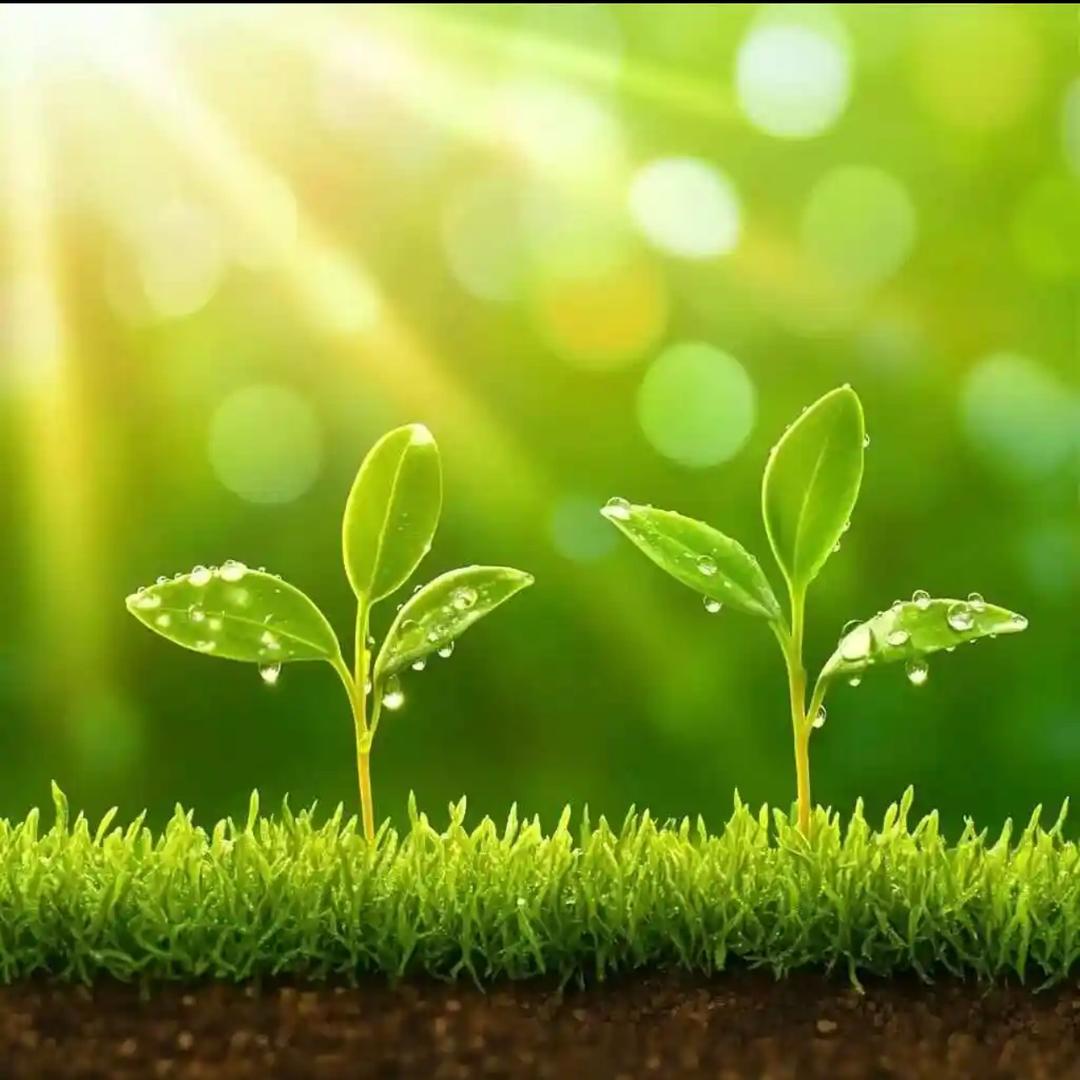 🌹东庄❤️神秘🌹