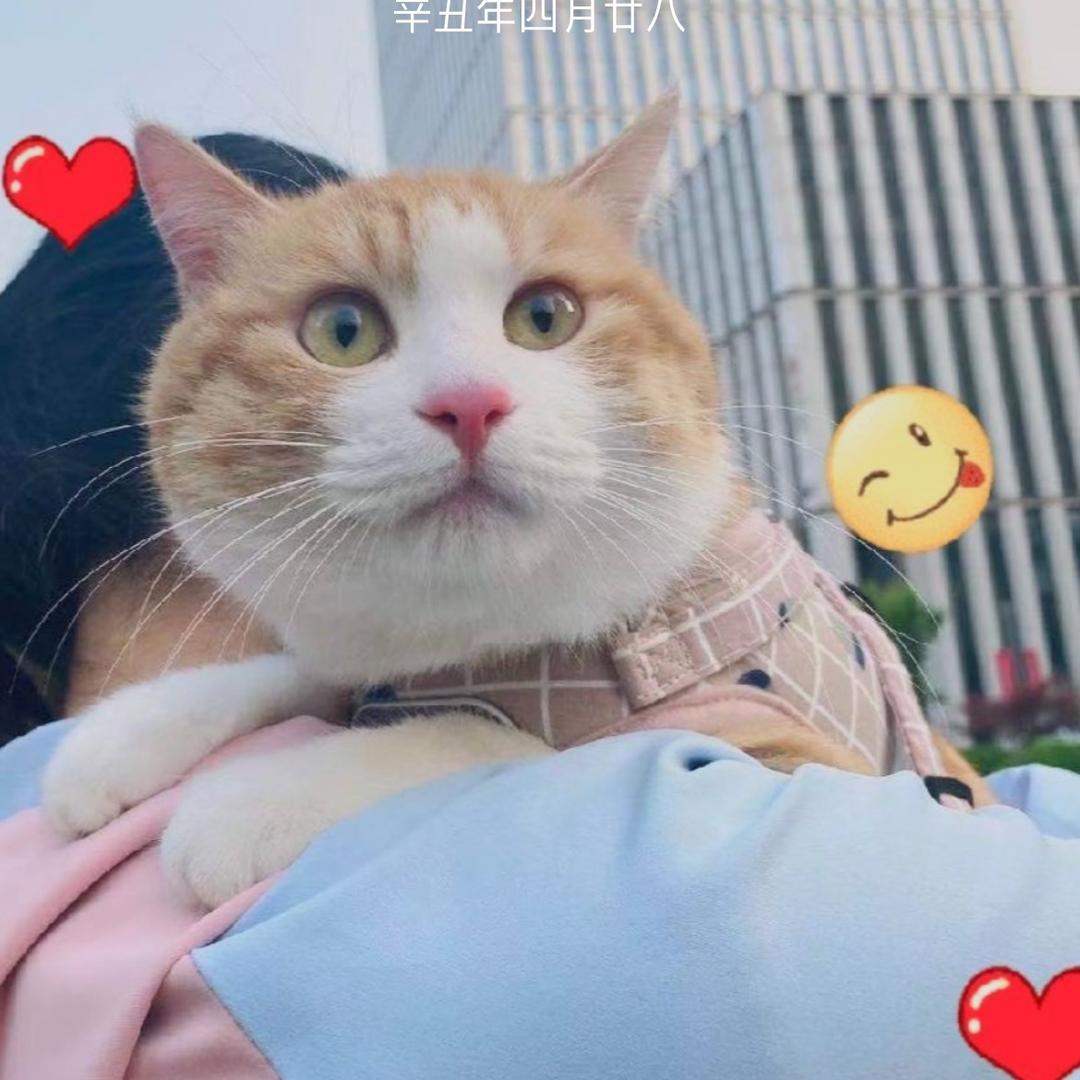 草莓蛋糕不要草莓