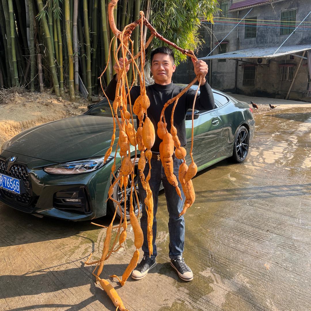 野生牛大力泡酒