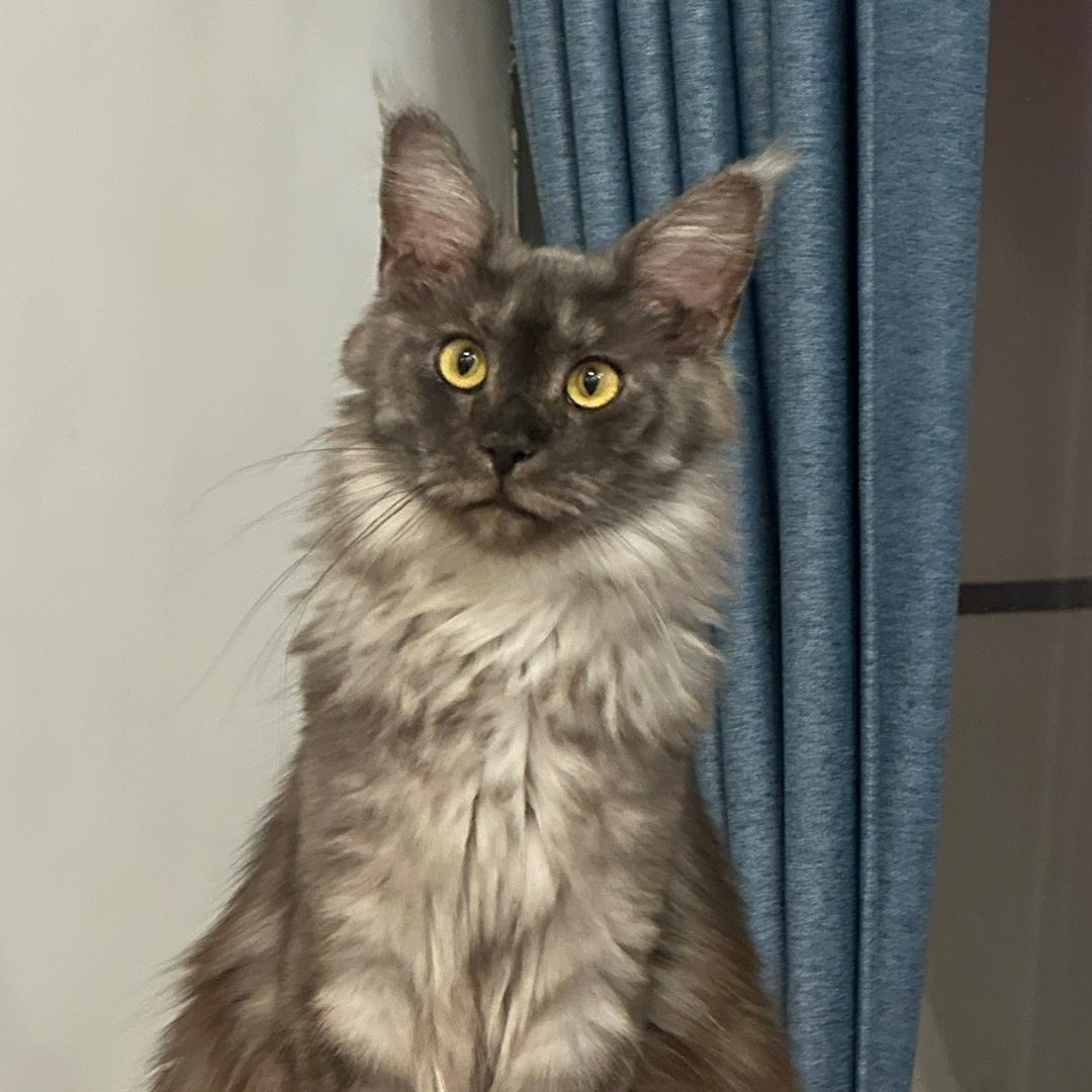 张无聊的缅因猫