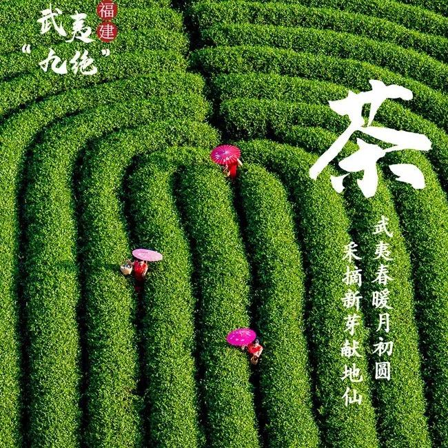 虎幽岩茶