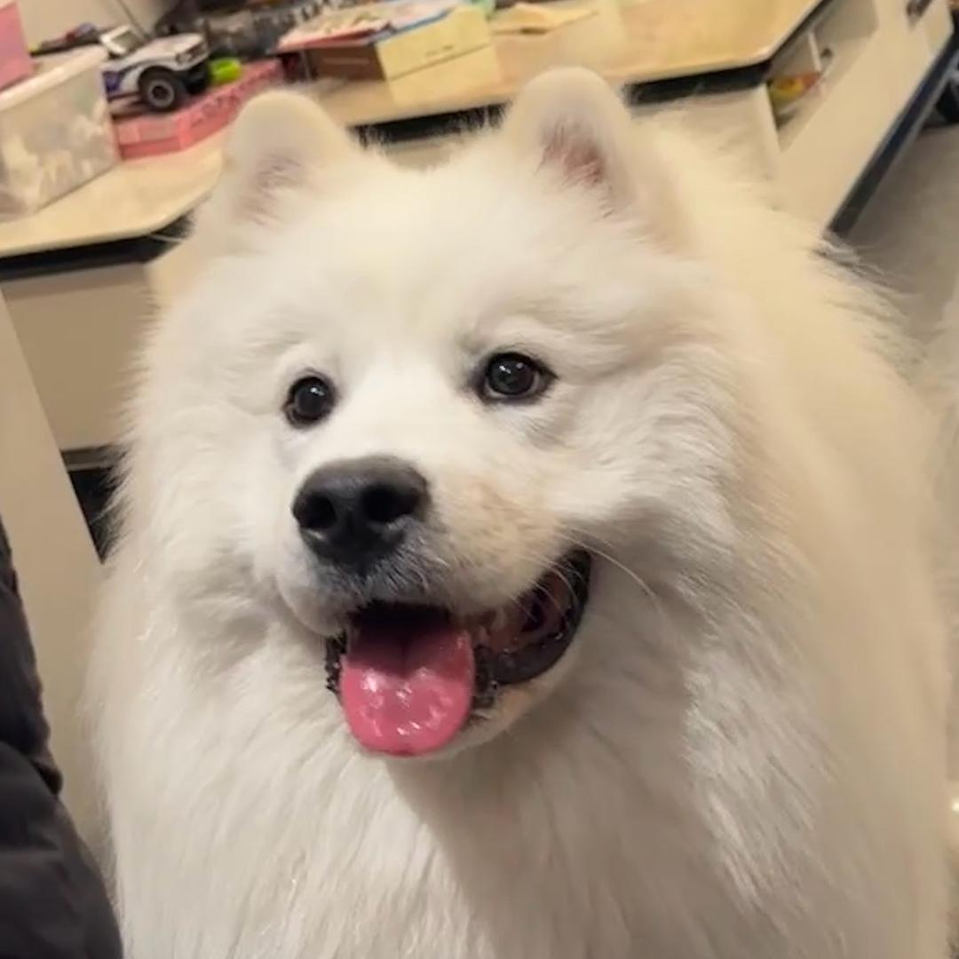 大刚