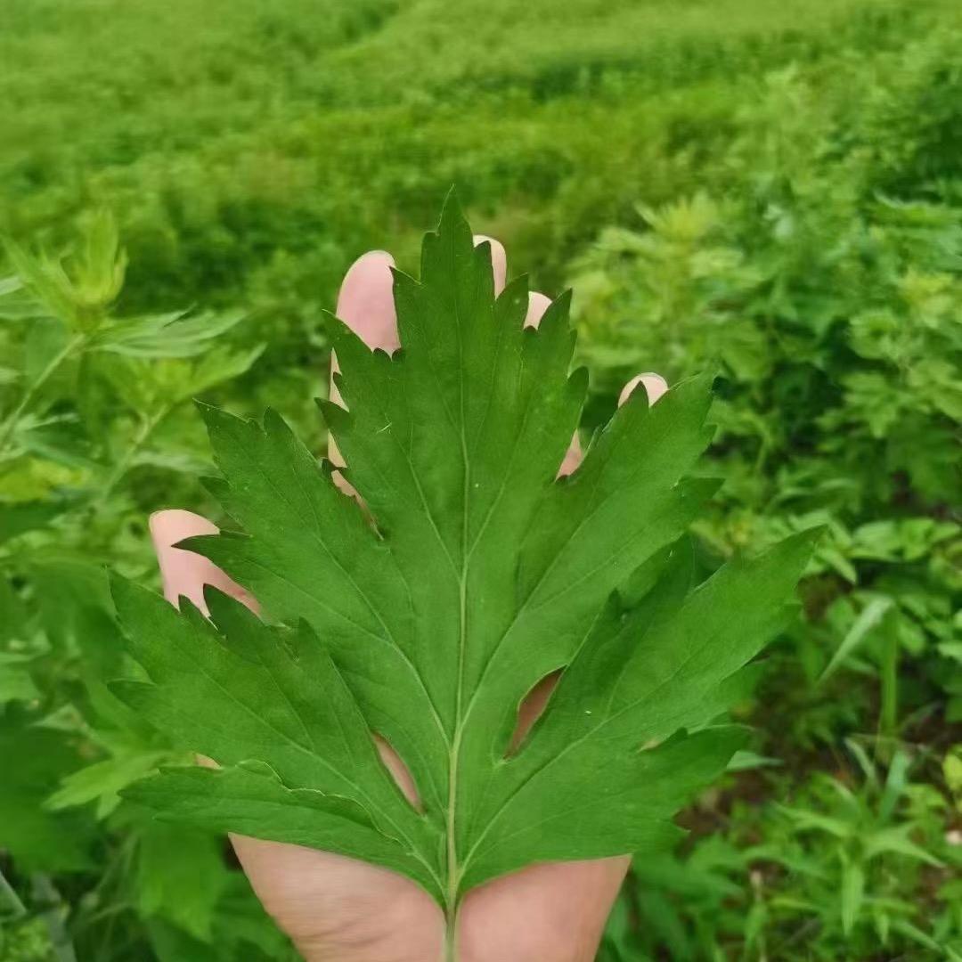 蕲艾制品厂