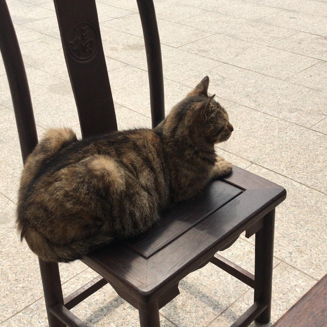 沈