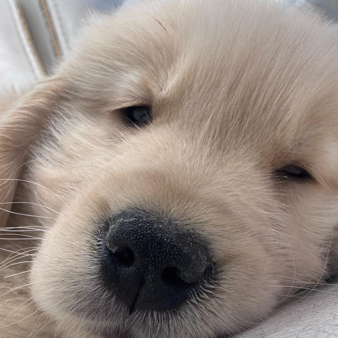 睡不醒的小石头💤
