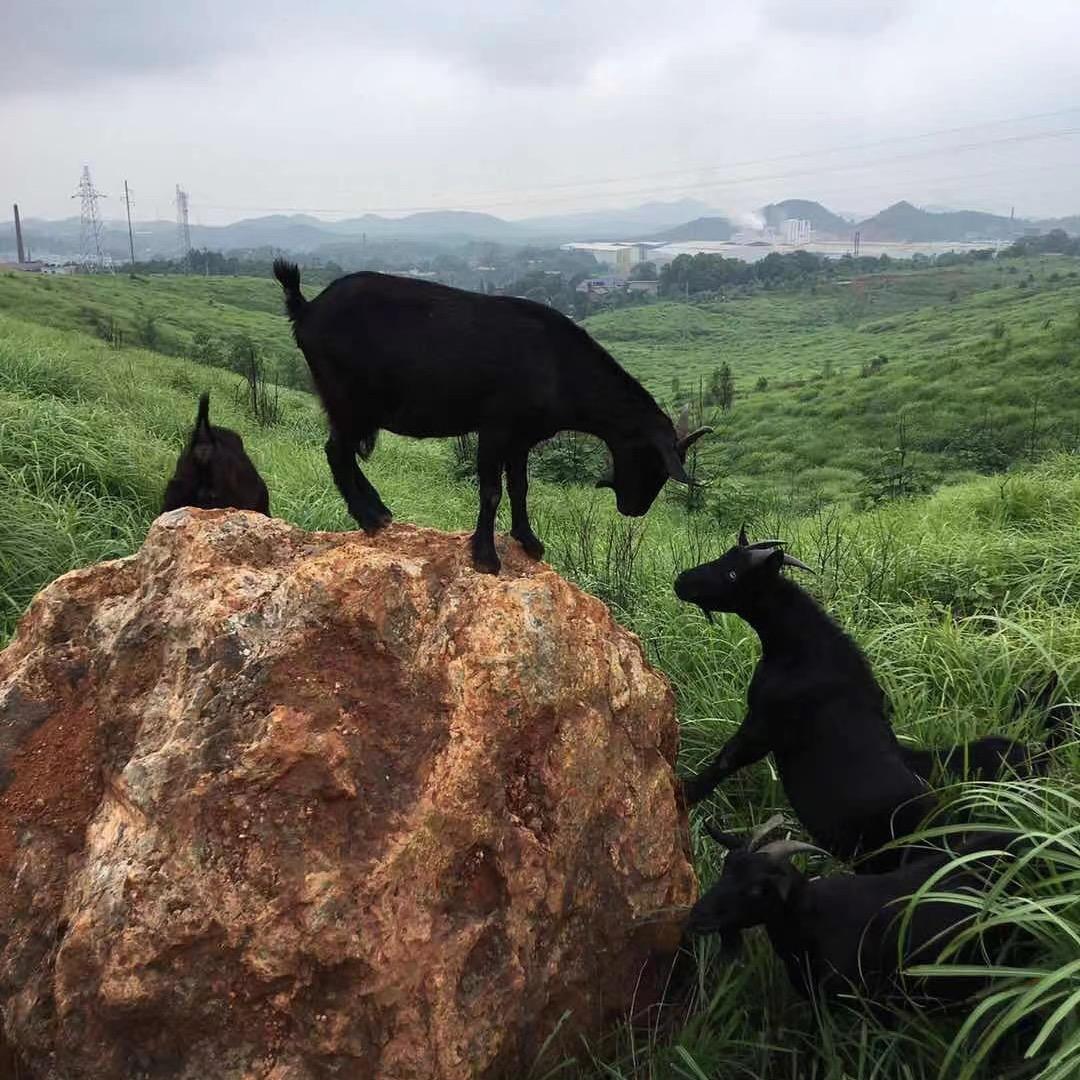 湘东德才黑山羊