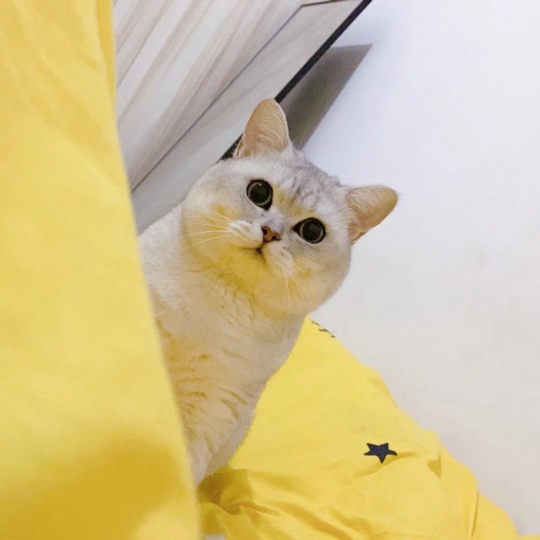呵呵是只猪咪🐱